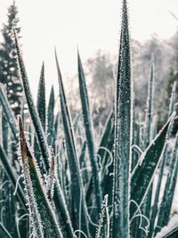 Close-up of frozen plant on field