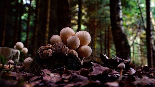 Close-up of mushrooms growing on tree