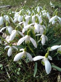 Close-up of white flowers blooming outdoors