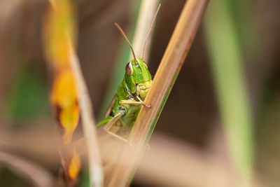 Close-up of insect on leaf