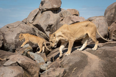 Lioness climbs over sunlit kopje with cub