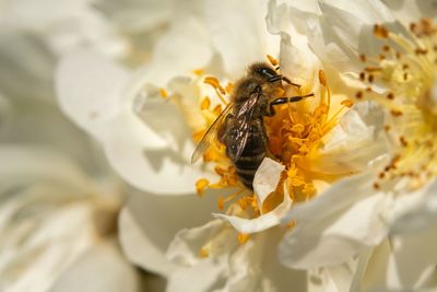 Close-up of bee pollinating on flower