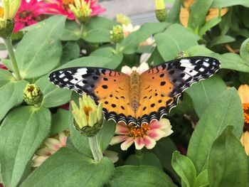 Close-up of butterfly pollinating on flower