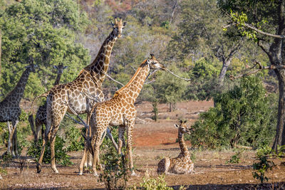 Giraffe in a forest