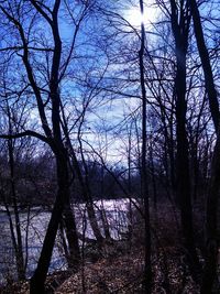 Low angle view of trees against sky