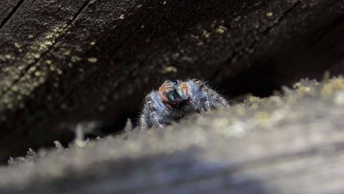 Close-up of caterpillar