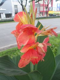 Close-up of pink day lily in city