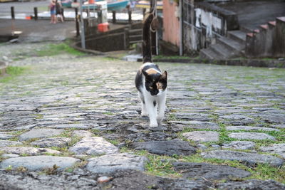 Dog on street in city