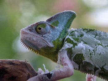 Iguana Reptile