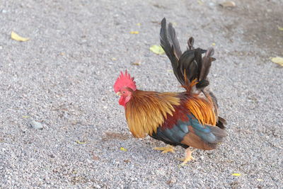 High angle view of rooster on land