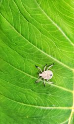 Close-up of green insect on leaves