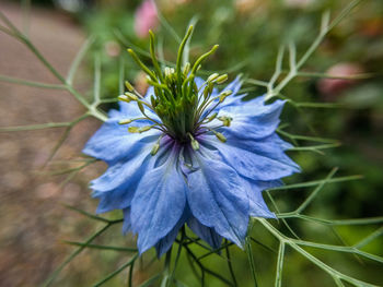 Close-up of purple flowers blooming outdoors