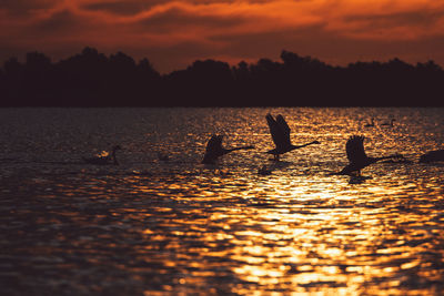 Silhouette ducks swimming in sea during sunset