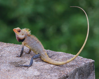 Close-up of lizard on rock