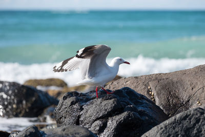 Seagull perching on rock in sea