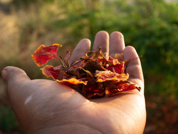 Close-up of hand holding maple leaves outdoors
