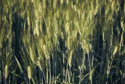 Close-up of wheat growing on field