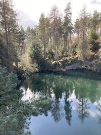 Scenic view of lake in forest