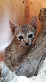 Close-up portrait kitten by wood