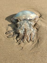 High angle view of shell on beach