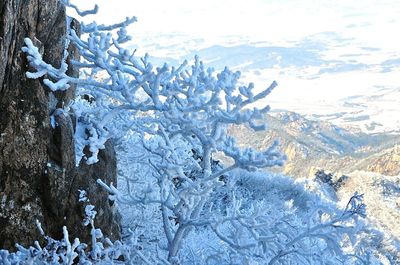 Close-up of frozen tree against mountain