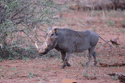 Rhinoceros standing on field