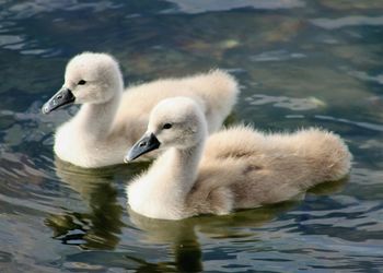 Swan floating on lake