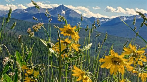 Close-up of yellow flowers blooming on field