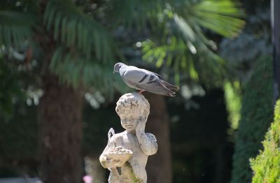bird
