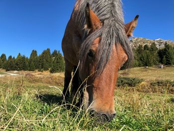 Close-up of a horse on field