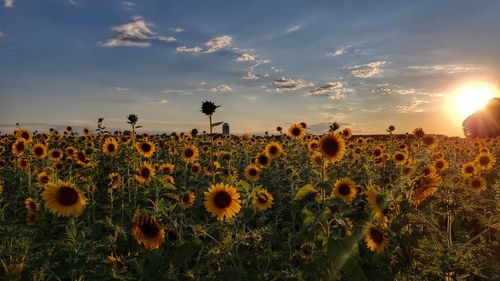 Scenic view of sunflower field against sky during sunset