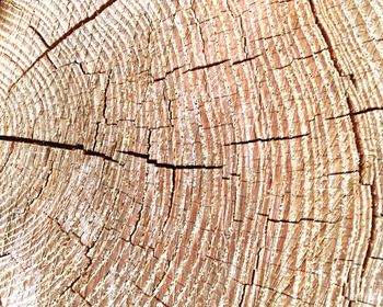 Full frame shot of tree stump