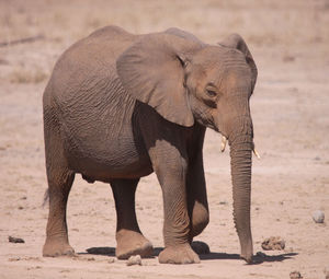 Elephant standing in zoo