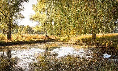 Narrow stream along trees on field