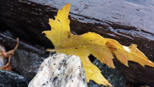 Close-up of yellow leaf on water