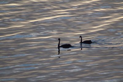 Swan swimming in lake