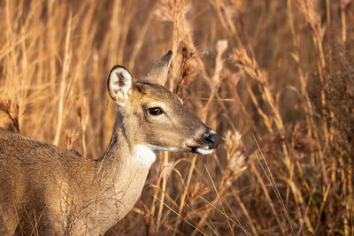 Deer in a field