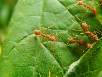 Close-up of plant