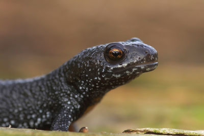 Detailed closeup of a terrestrial , juvenile, european danube crested newt, triturus dobrogicus