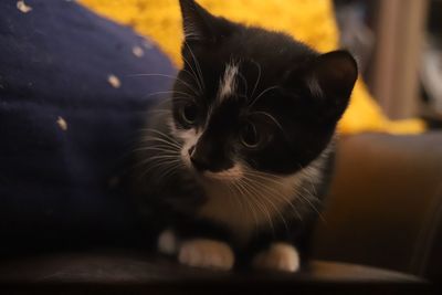 Close-up of cat looking at home