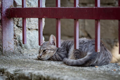 Close-up of cat relaxing outdoors