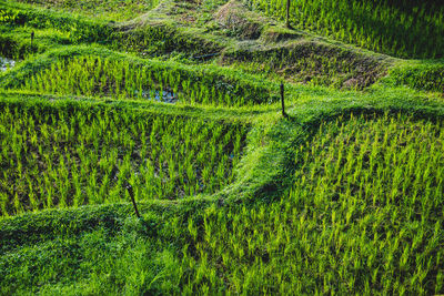 High angle view of rice field