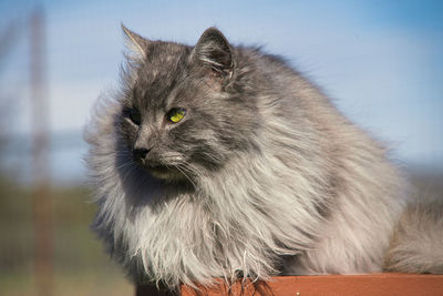 Close-up of a cat looking away