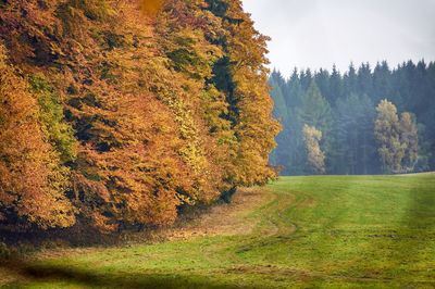 Trees on landscape during autumn