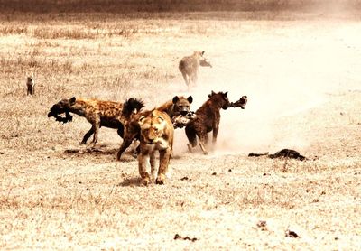 View of dogs running