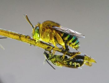 Close-up of insect perching on plant against white background