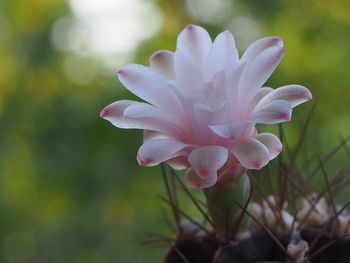 Close-up of pink flowering plant