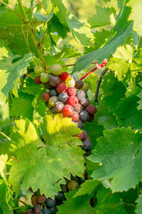 Close-up of grapes growing on tree