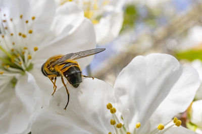 Close-up of bee pollinating on white flower