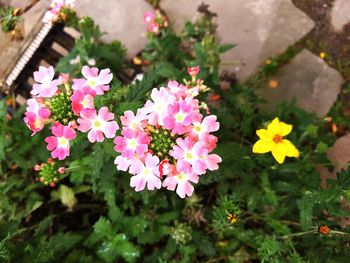 Close-up of flowers blooming outdoors